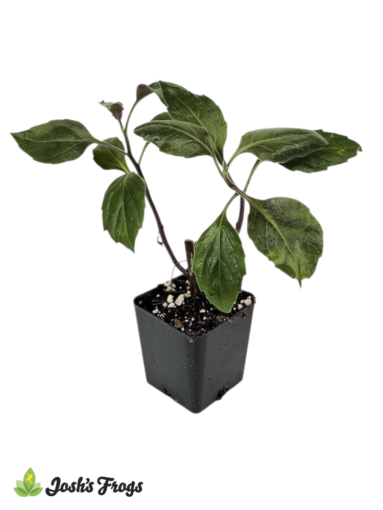 Crassocephalum crepidioides 'Okinawa Spinach'