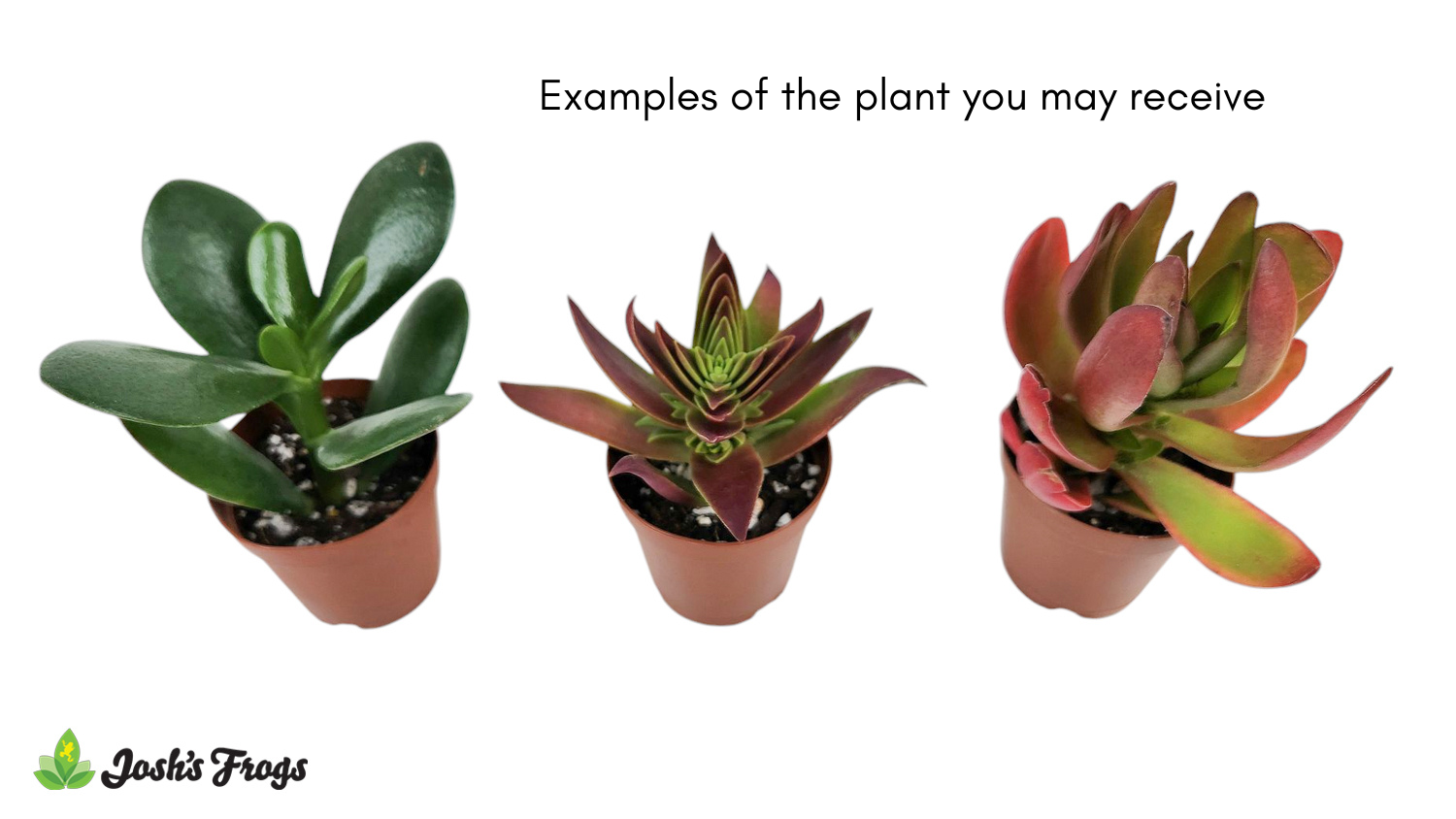Crassula spp. - Grower's Choice