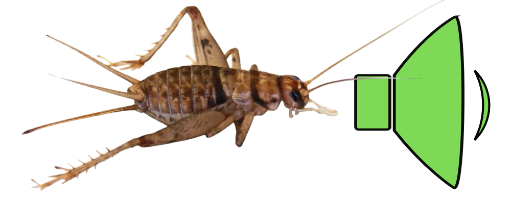 The Top 8 Reasons you Should Feed Banded Crickets to your Pets!