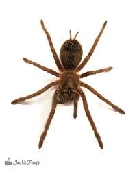 Cuban Bronze Tarantula - Phormictopus auratus | 1 inch (Captive Bred)