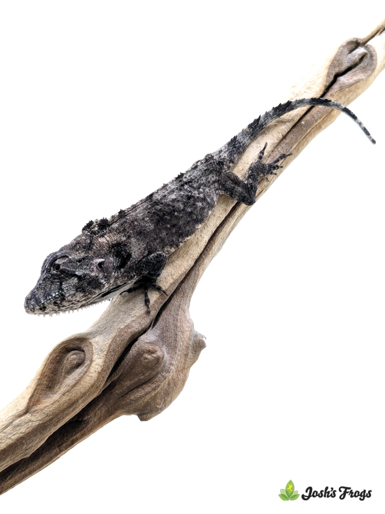 Cuban False Chameleon - Anolis barbatus (Captive Bred)