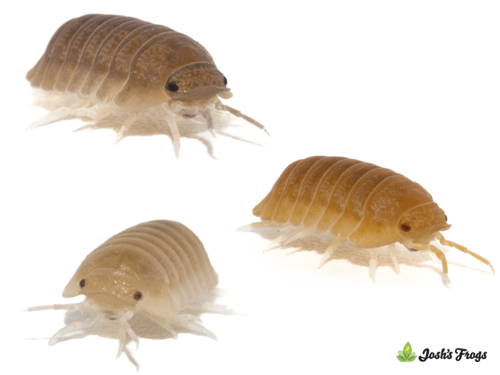 Cubaris murina 'M&M Mix' Isopods (10 count)