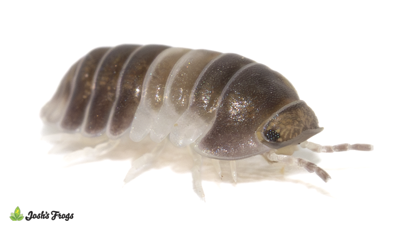 Cubaris sp. 'Panda King' Isopods (10 count)