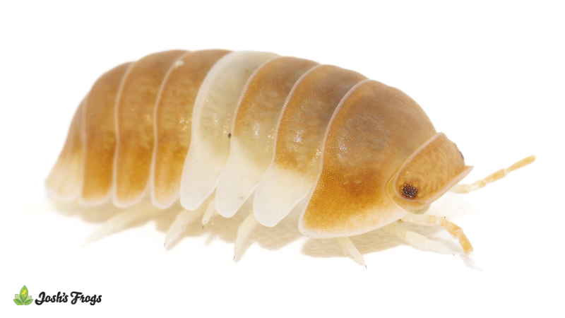 Cubaris sp. 'Red Panda' Isopods (10 count)