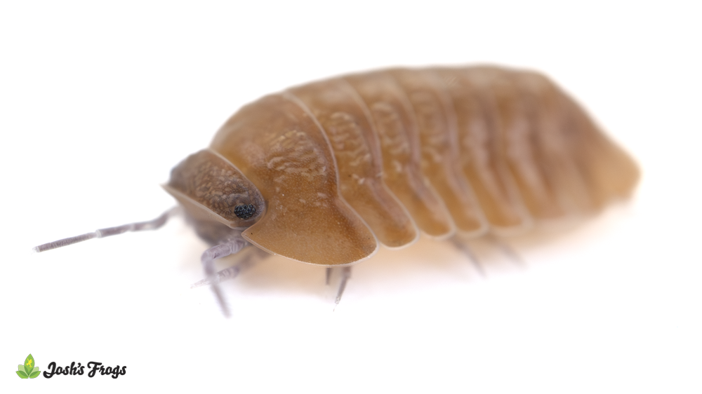Cubaris sp. 'Salmon' Isopods (10 count)