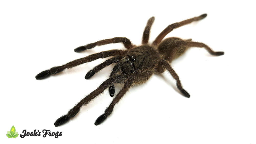 Dark Earth Tiger Tarantula - Chilobrachys sp. 'Kaeng Krachan' | 1 inch (Captive Bred)