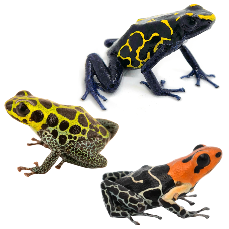 Dart Frogs for Smaller Vivaria