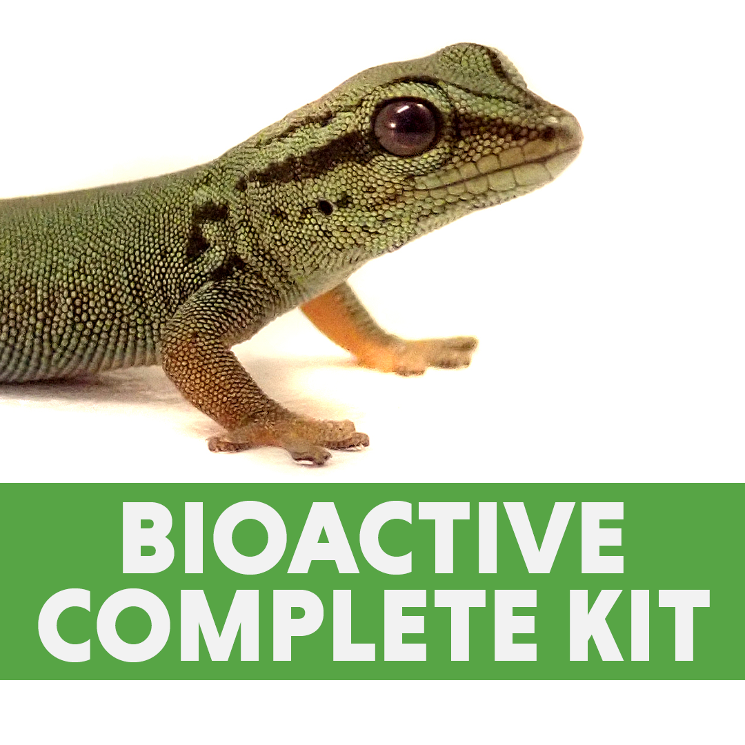Day Gecko Complete Bioactive Vivarium Kit (12x12x18)