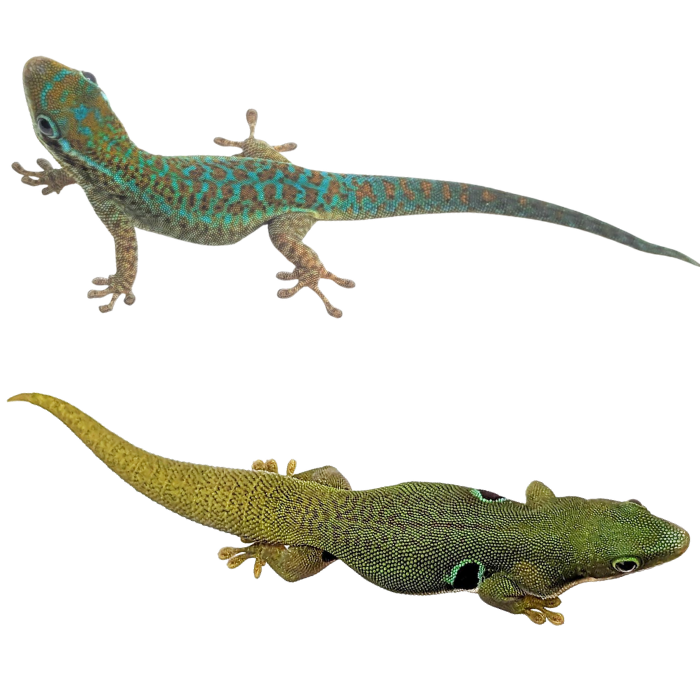 Day Geckos