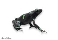 WHOLESALE Ancon Hill Dart Frog (Captive Bred)