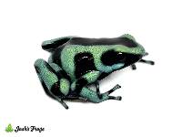 Dendrobates auratus 'Cahuita' | Costa Rican Green & Black Dart Frog - EU Line (Captive Bred)