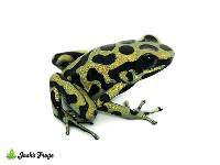 Dendrobates auratus 'Colombian Yellow' | Green and Black Poison Dart Frog - EU Line (Captive Bred)