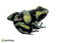 Dendrobates auratus 'Panamanian Green & Black' | Green and Black Poison Dart Frog - EU Line (Captive Bred)