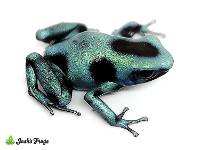 Dendrobates auratus 'Panamanian Green & Bronze' | Green and Black Poison Dart Frog - EU Line (Captive Bred)