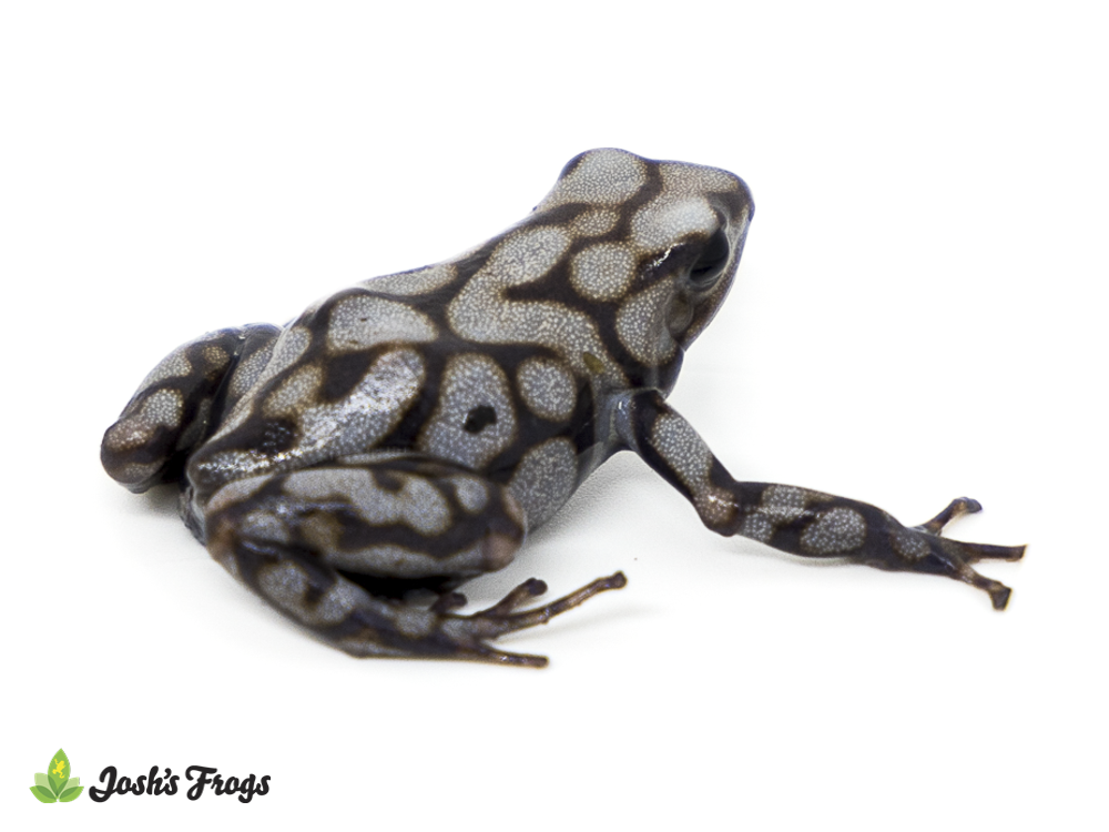 WHOLESALE Pena Blanca Dart Frog (Captive Bred)