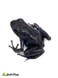 Dendrobates auratus 'Pena Blanca' | Green and Black Poison Dart Frog - EU Line (Captive Bred)