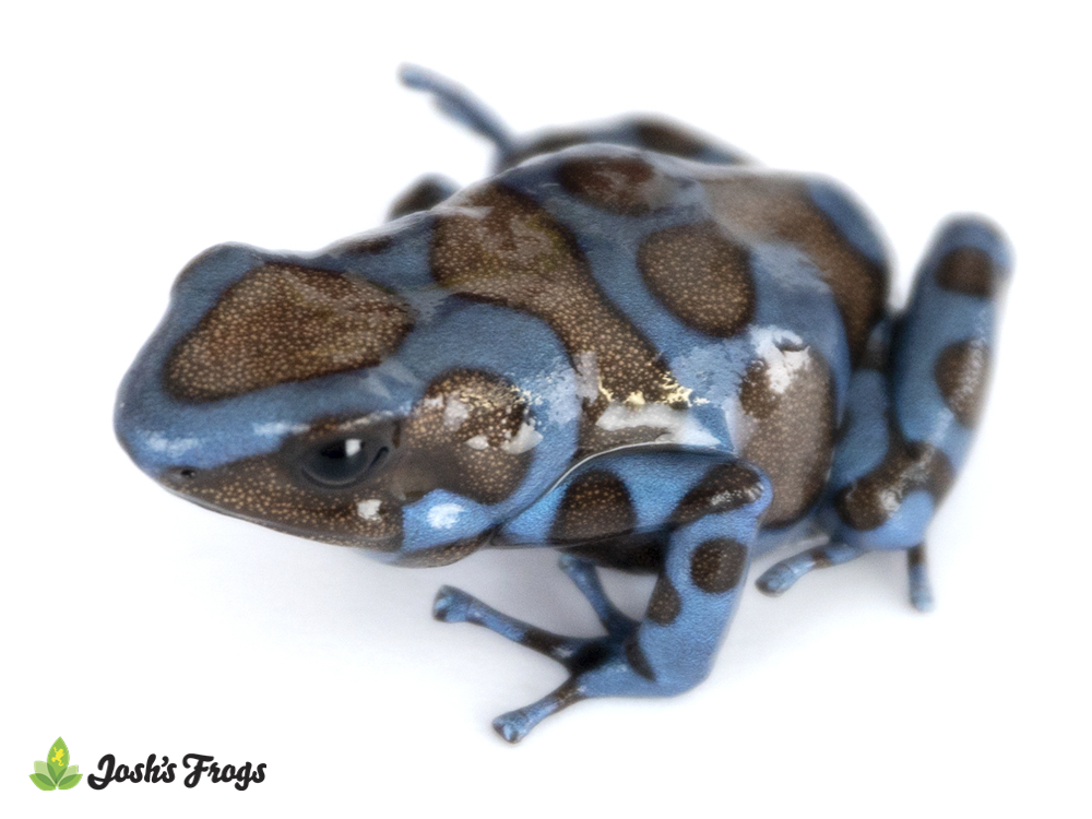 WHOLESALE Super Blue Dart Frog (Captive Bred)