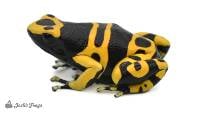 Dendrobates leucomelas 'Guyana Yellow' (Captive Bred) - Bumblebee Dart Frog