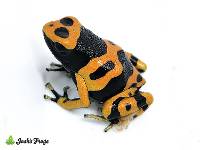Dendrobates leucomelas 'Puerto Ayacucho' | Bumblebee Dart Frog - EU Line (Captive Bred) 