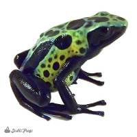 Dendrobates tinctorius 'Green Sipaliwini' (Captive Bred) - Dyeing Poison Arrow Frog
