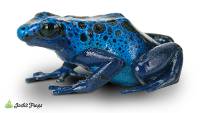 WHOLESALE Blue Azureus Dart Frog (Captive Bred)