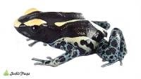 Dendrobates tinctorius 'Powder Grey' | Dyeing Poison Arrow Frog (Captive Bred)