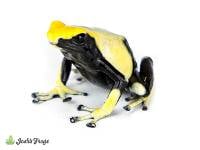 Dendrobates tinctorius 'Yellowback' | Dyeing Poison Dart Frog (Captive Bred)