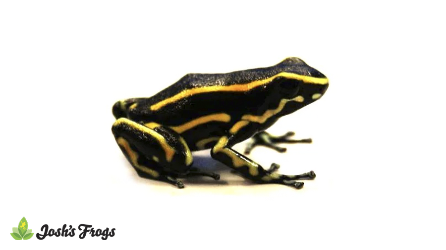 WHOLESALE Dendrobates truncatus 'Yellow' Dart Frog (Captive Bred)