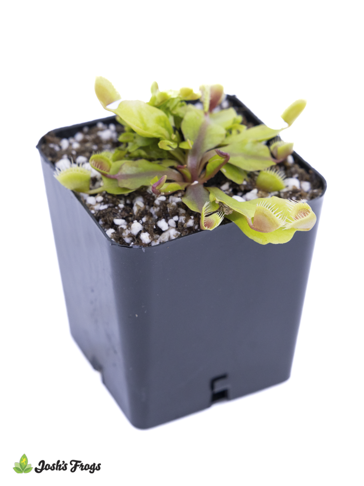 Dionaea muscipula 'Cupped Trap' - Venus Flytrap 