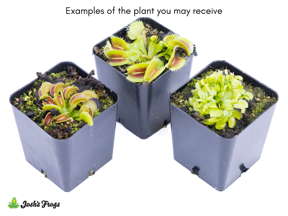 Dionaea muscipula | Venus Flytrap - Grower's Choice