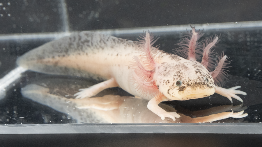 Dirty Leucistic Axolotl - Ambystoma mexicanum | 3-5 inch (Captive Bred)