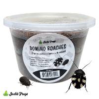 Domino Roach - Therea petiveriana (4 count)
