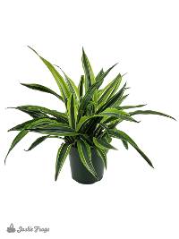 Dracaena deremensis 'Warneckii Lemon Lime' (6 inch pot)