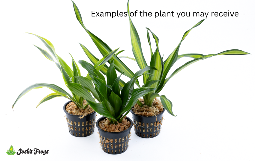 Dracaena spp. - Grower's Choice (Net Pot)