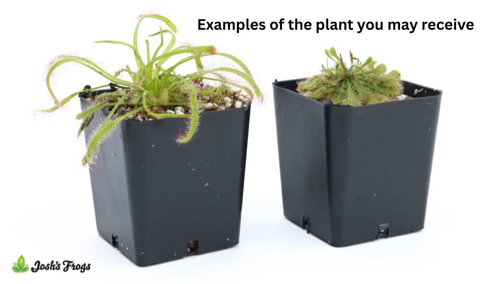 Drosera spp. 'Sundew' - Grower's Choice