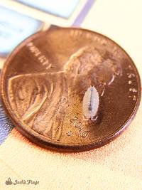 Dwarf Tropical White Isopods - Trichorhina tomentosa (25 count - 16 oz. culture)