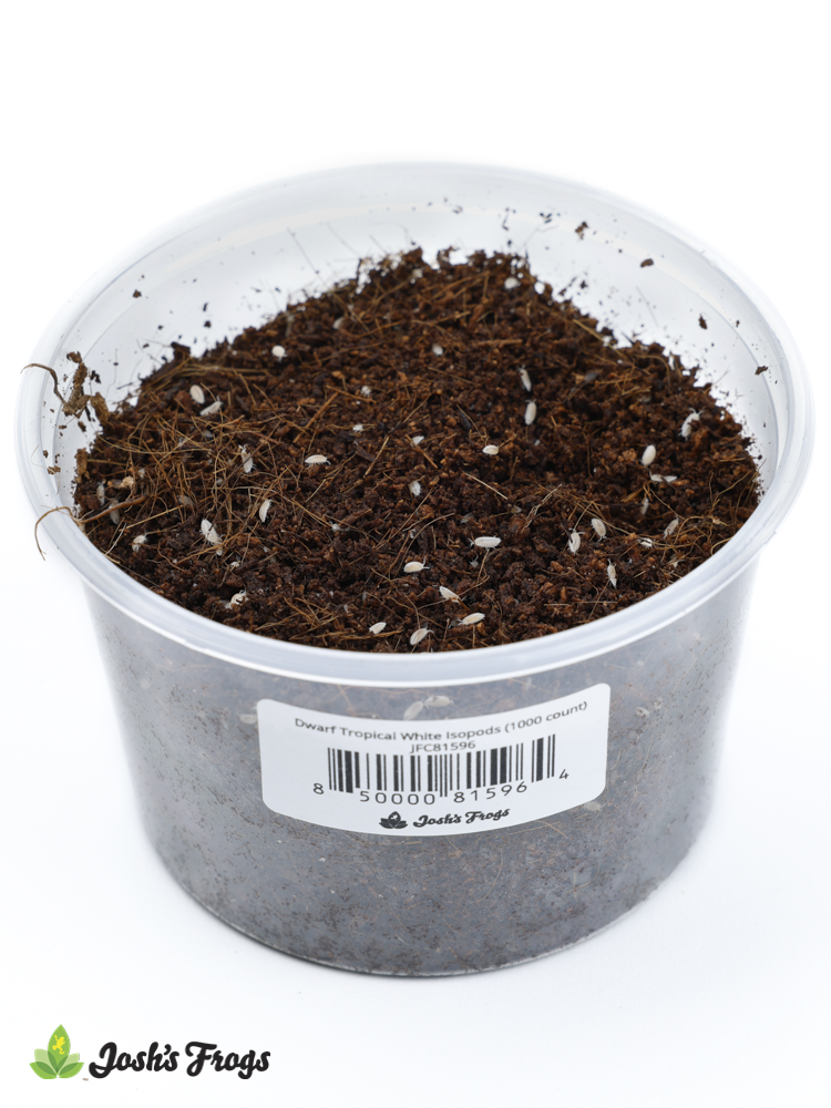 Dwarf Tropical White Isopods - Trichorhina tomentosa (1000 count)