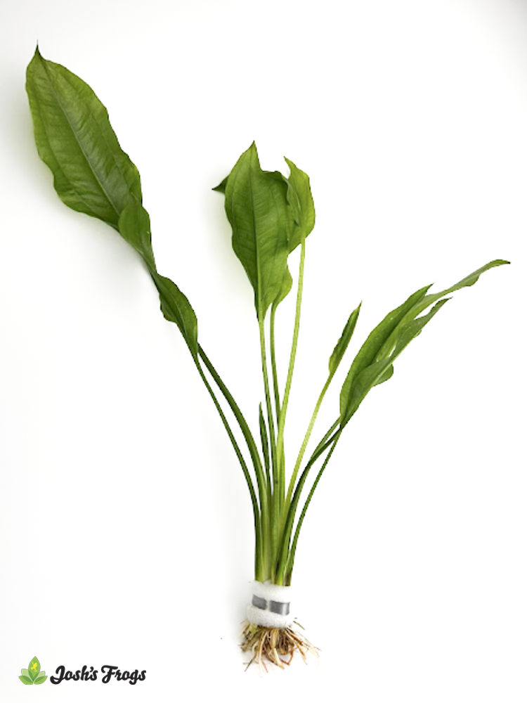 Echinodorus bleheri (Bunches)