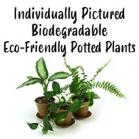 Biodegradable Eco-Friendly Potted Plant (Individually Listed) 