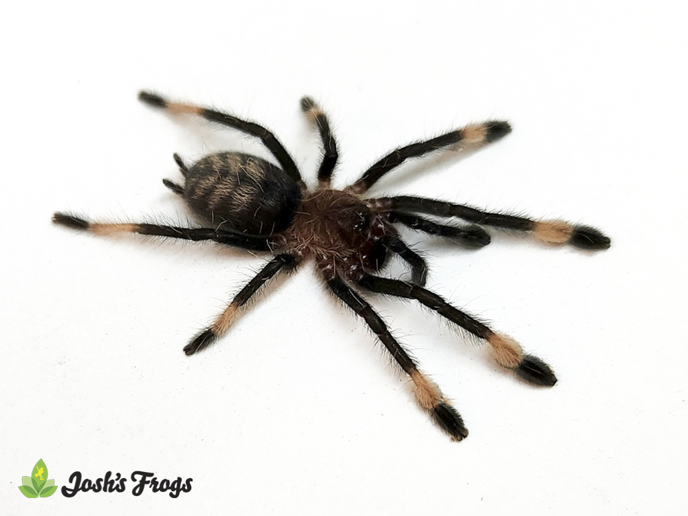 Ecuador Olive Grey Tree Tarantula - Psalmopoeus ecclesiasticus | 2 inch (Captive bred)