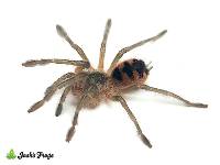 Ecuadorian Black Birdeater Tarantula - Pamphobeteus sp. 'Tigris' | 2 inch (Captive Bred)