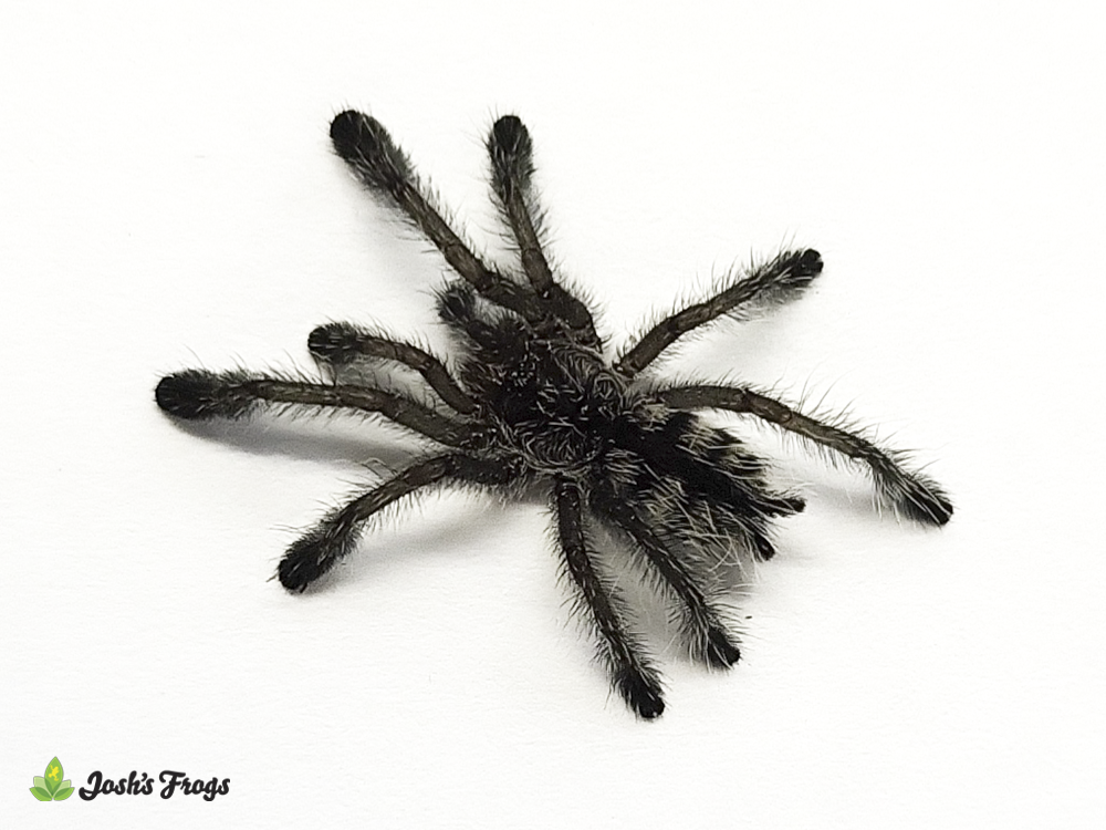 Ecuadorian Purple Pink Toe Tarantula - Avicularia purpurea | 1/2 inch (Captive Bred)
