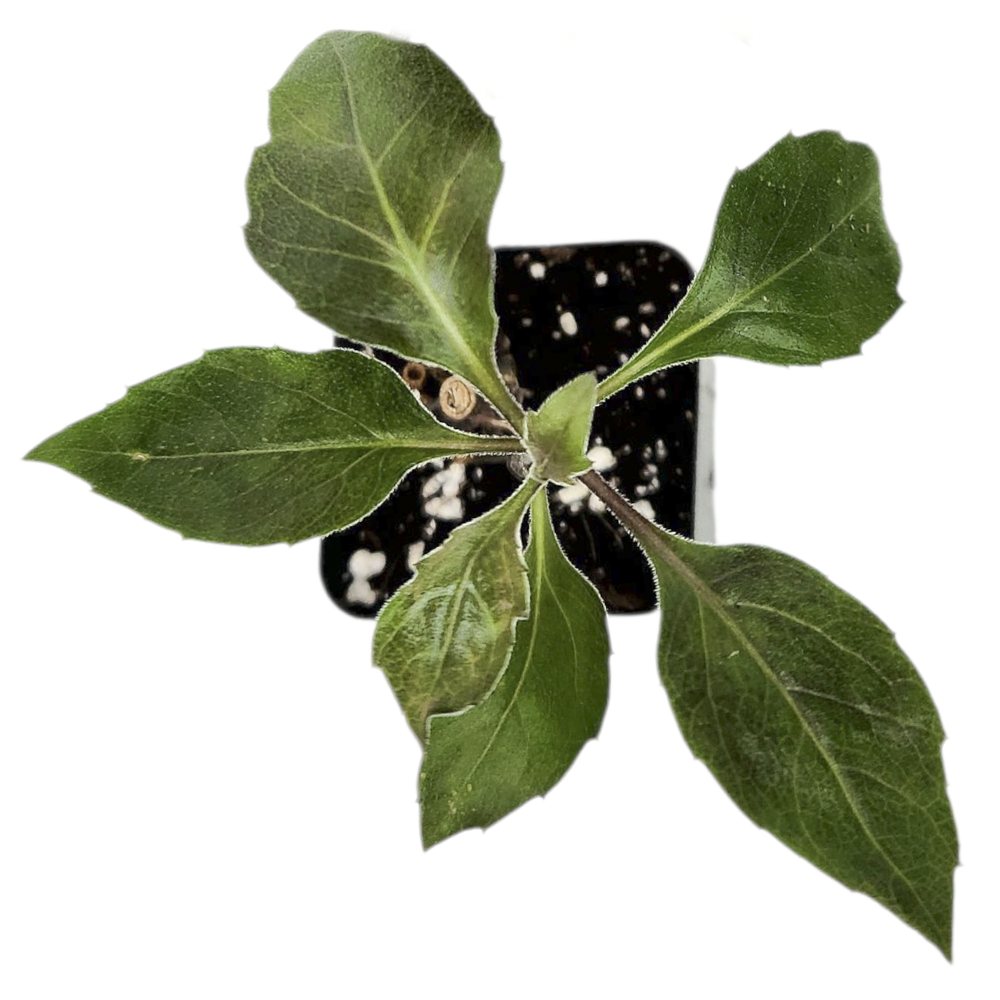 Edible Plants