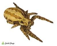 Egyptian Pink Velvet Spider - Stegodyphus dufouri | 1/3 inch (Captive bred)