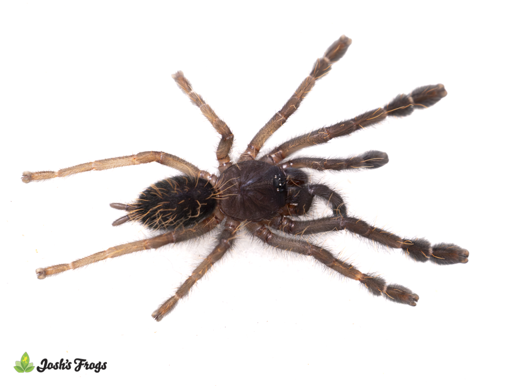 Emerald Shadow Tree Tarantula - Omothymus sp. 'Valhalla' | 3/4 inch (Captive Bred)