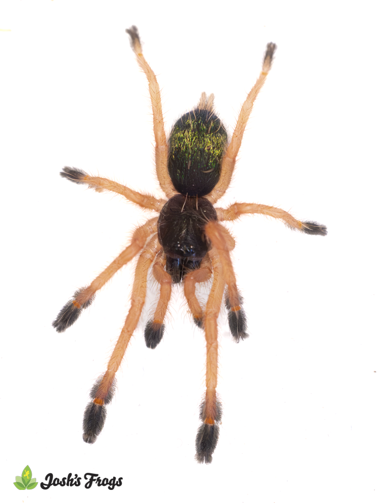 Emerald Skeleton Tarantula - Ephebopus uatuman | 3/4 inch (Captive Bred)