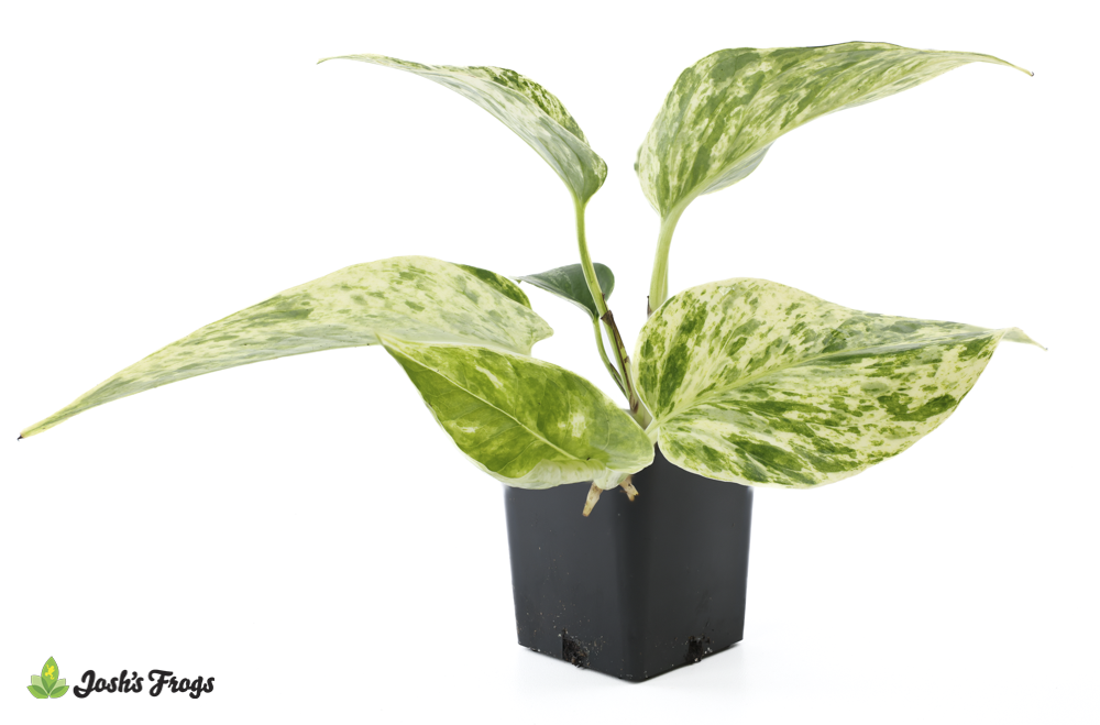 Epipremnum aureum 'Marble Queen' Pothos