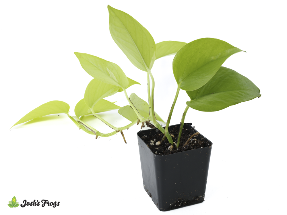 Epipremnum aureum 'Neon' Pothos