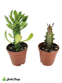 Euphorbia spp. - Grower's Choice