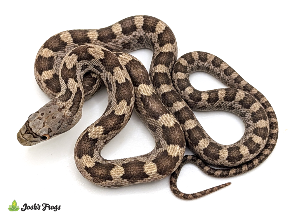 Everglades Rat Snake - Pantherophis alleghaniensis (Captive Bred)